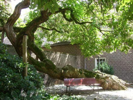 Bergen : Kasteel Well, Vorhof, der Trompetenbaum wird abgestützt
